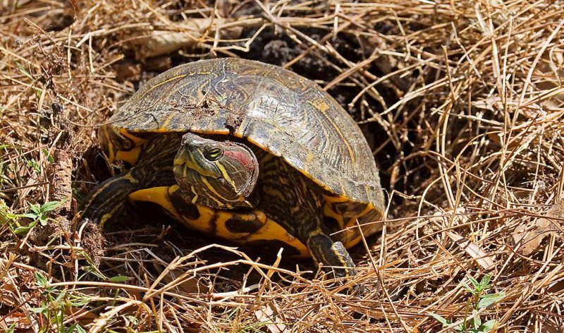 Red-eared Slider, Florida