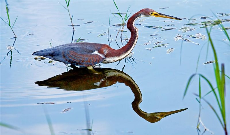 Tri-color Heron (Juvenile), Florida