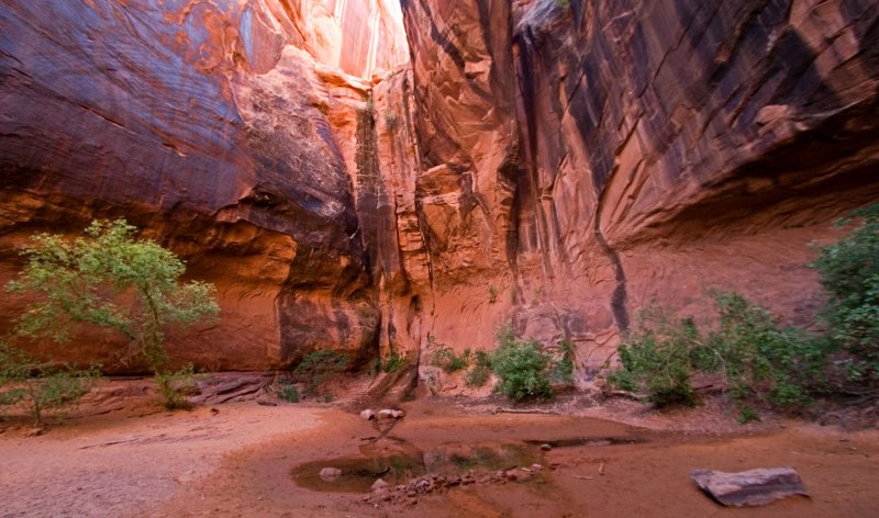 Morning Glory Arch