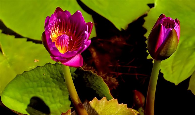 Florida Botanical Gardens