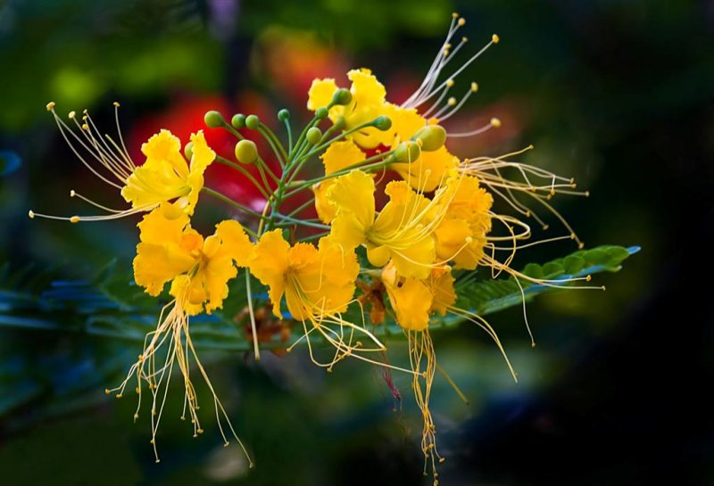 Florida Botanical Gardens
