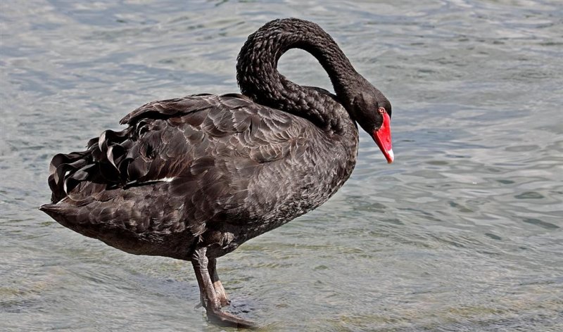 Swan, Florida