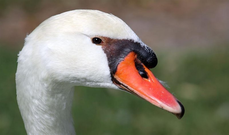 Swan, Florida