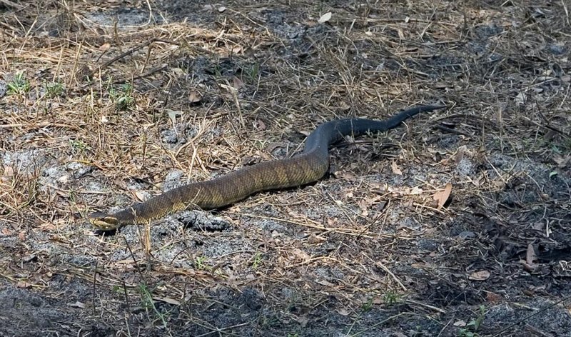 Water Moccasin, Florida