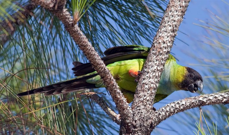 Black-hooded Parakeet, Florida