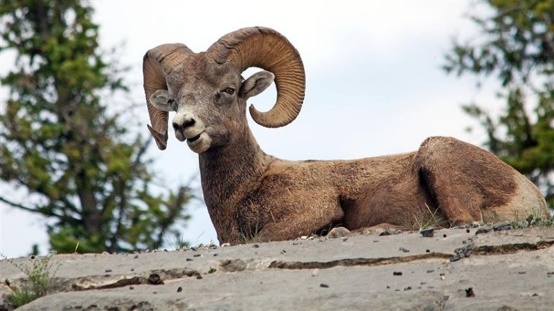 Rocky Mountain Bighorn, Jasper