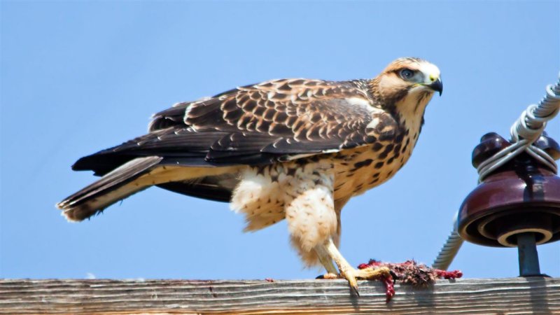 Swainsons Hawk