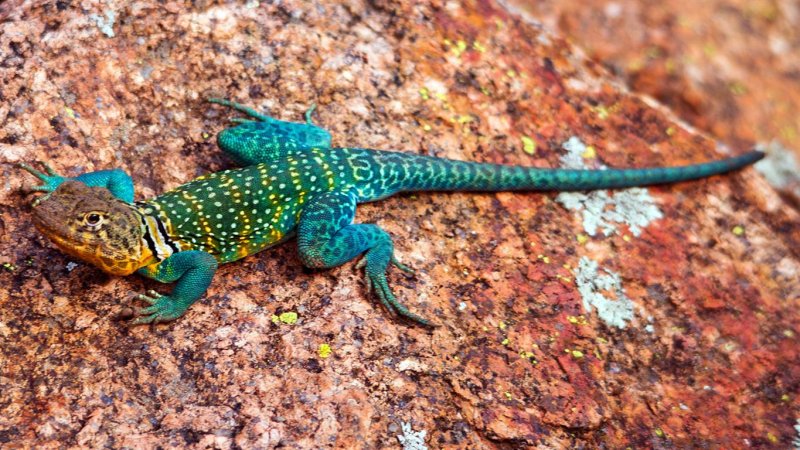 Collared Lizard