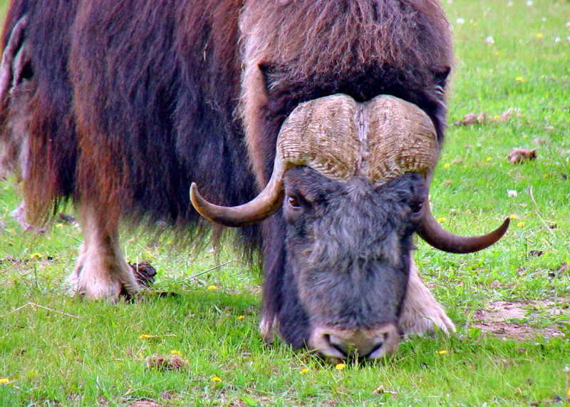 Musk Ox