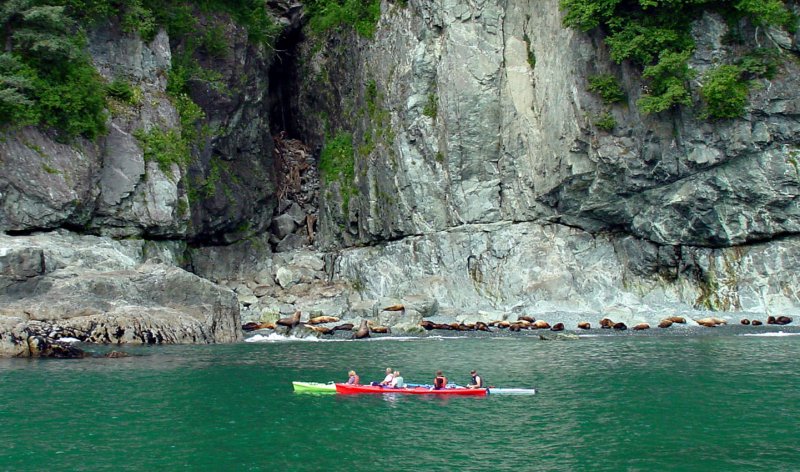 Kayakers & Seals