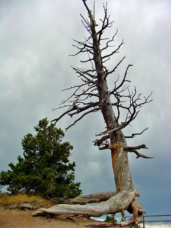 Roots