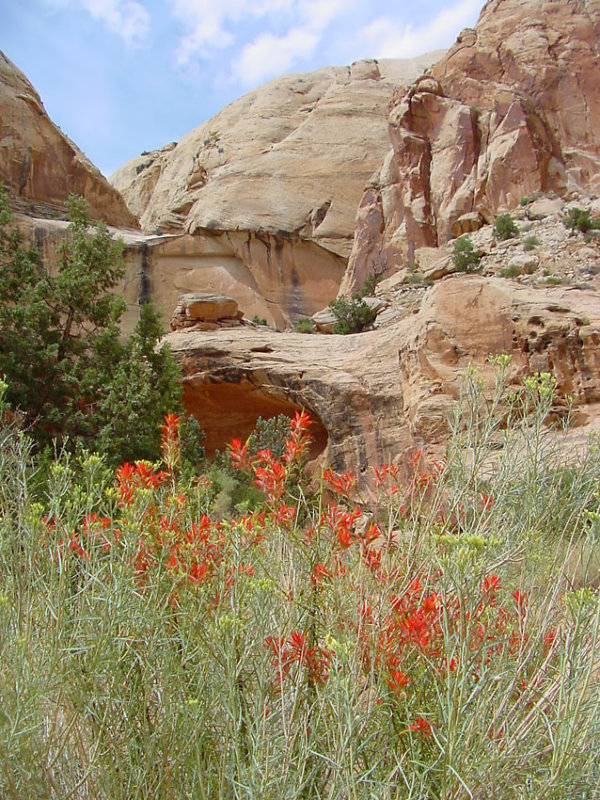 Indian Paintbrush