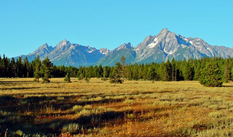 Teton Meadow