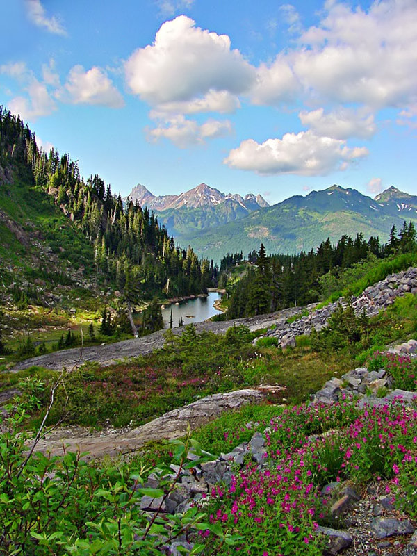  Wildflowers, Mt Baker