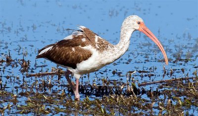 White Ibis Juvenile, Florida