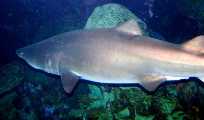 Shark, Tennessee Aquarium