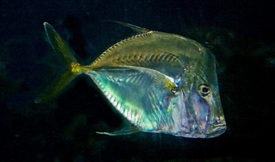 Lookdown Fish, Tennessee Aquarium
