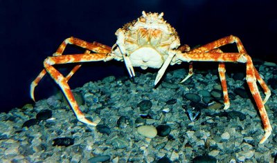 Giant Crab, Tennessee Aquarium