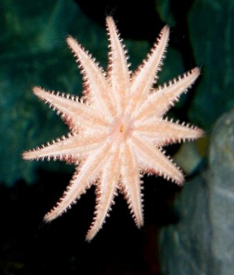 Eleven-armed Sea Star, Tennessee Aquarium