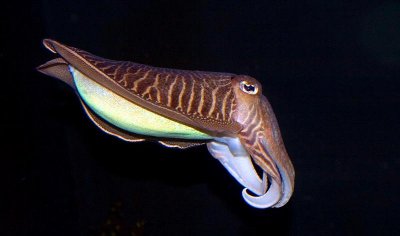 Cuttlefish, Tennessee Aquarium