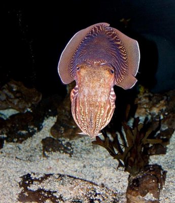 Cuttlefish, Tennessee Aquarium