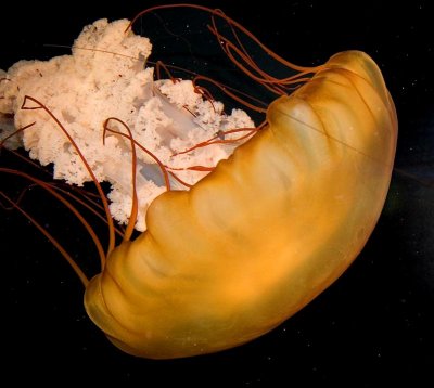 Jellyfish, Tennessee Aquarium