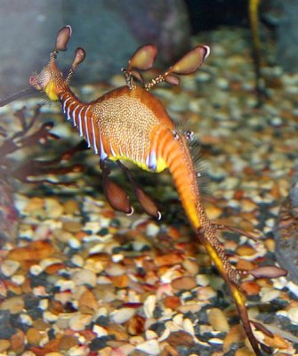 Sea Dragon, Tennessee Aquarium