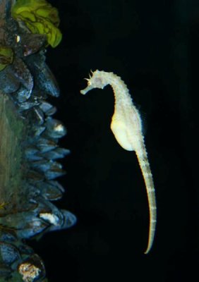 Pot Bellied Seahorse, Tennessee Aquarium