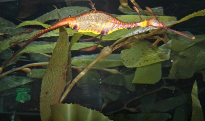 Sea Dragon, Tennessee Aquarium