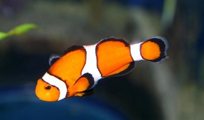 Clown Fish, Tennessee Aquarium