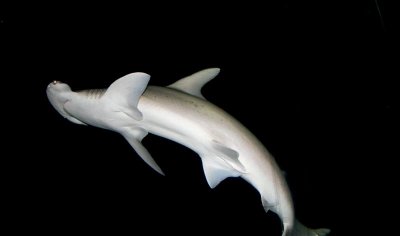 Hammerhead Shark, Tennessee Aquarium