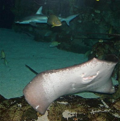 Sting Ray, Tennessee Aquarium
