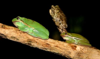 Tree Frogs, Tennessee Aquarium
