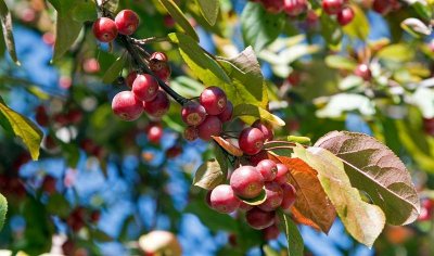 Crabapples