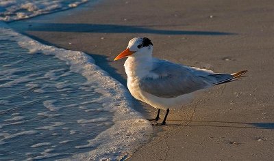 Royal Tern (Juvenile), Florida