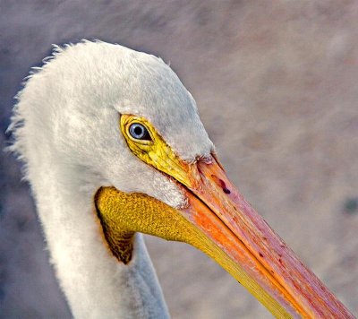 White Pelican, Florida