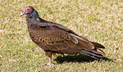  Turkey Vulture, Florida