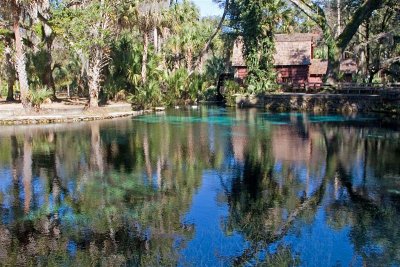 Juniper Springs 1