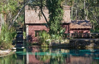 Juniper Springs 4