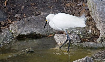 Snowy Egret, Florida