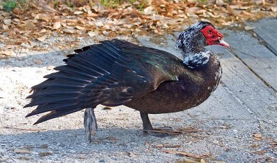 Muscovy, Florida