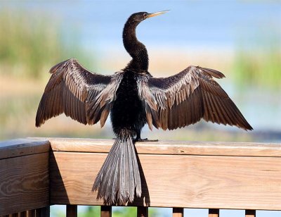  Anhinga, Florida