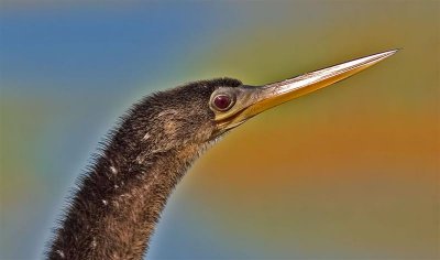 Anhinga, Florida