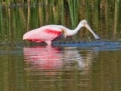 Roseate Spoonbill, Florida