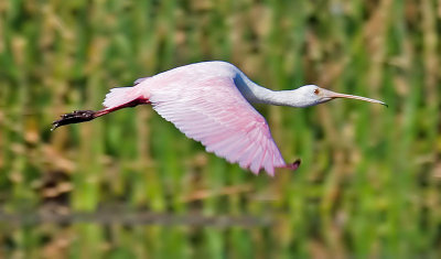 Roseate Spoonbill, Florida