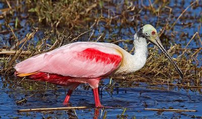 Roseate Spoonbill, Florida