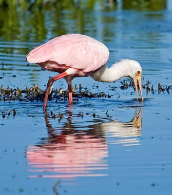 Roseate Spoonbill, Florida