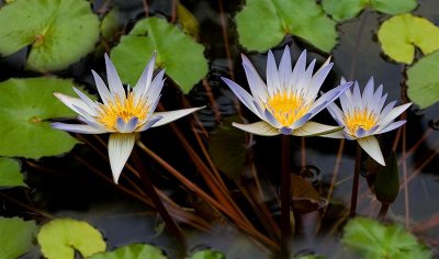  Water Lilies, Botanical Garden