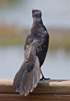 Grackle, Florida