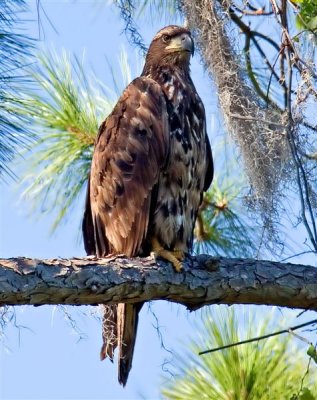 Bald Eagle (Juvenile), Florida